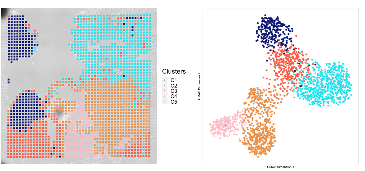 Plots displaying umap embeddings and cluster identies on histology
